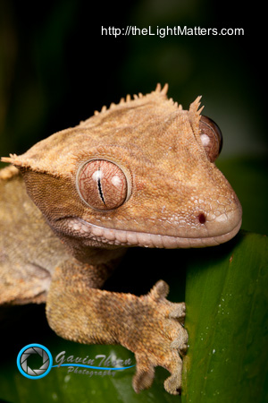 Macro Photography - 100mm Macro Lens